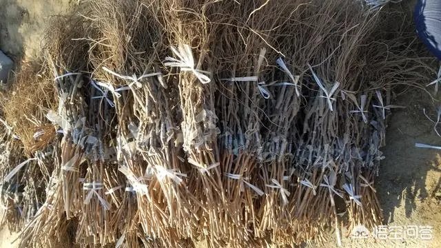 蓝宝石葡萄苗多少钱一棵？