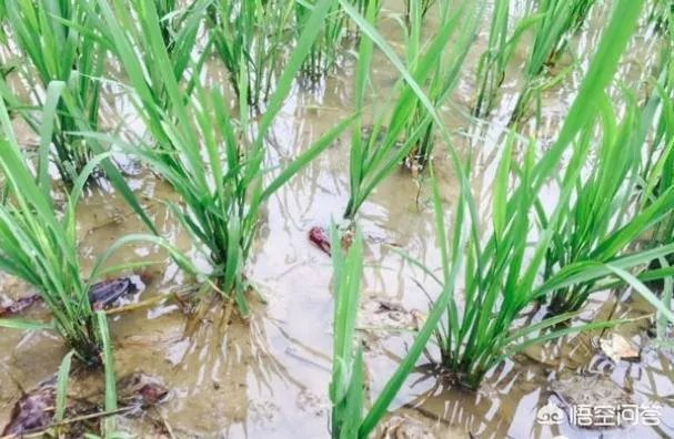 养殖小龙虾每亩投入3000元，亩产300斤算正常吗？该如何养殖？