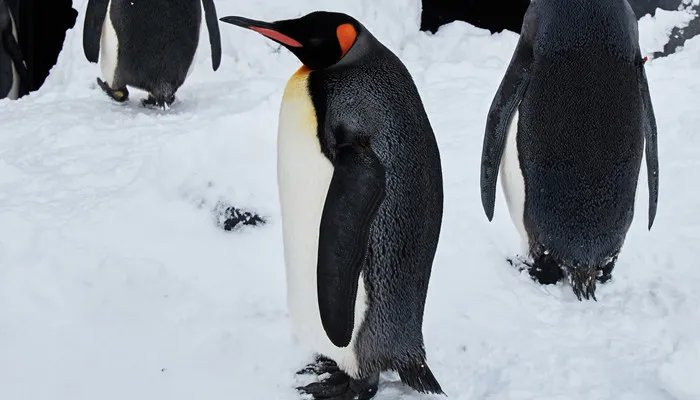 企鹅生活在哪里 企鹅生活在什么地方