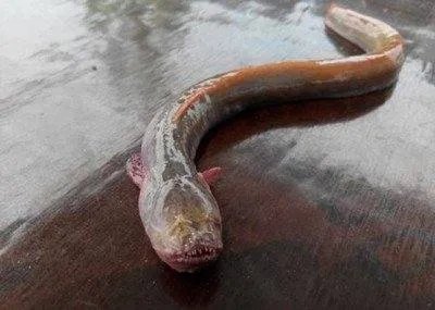 红狼牙鰕虎鱼的主要价值