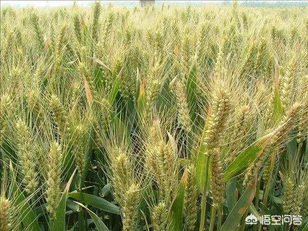 农村耕地出租多少钱一亩？直补归谁？