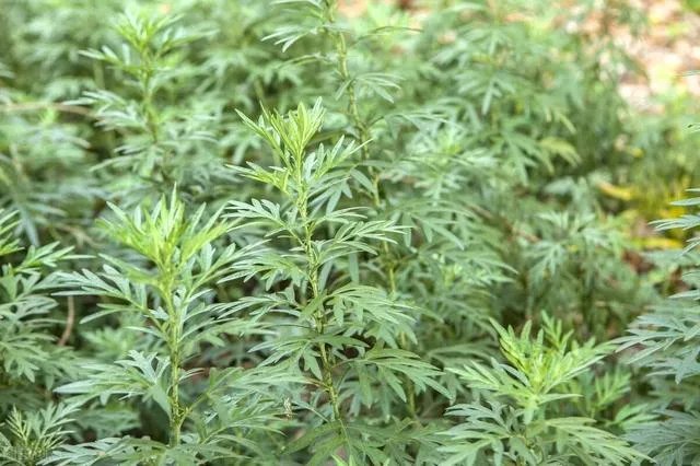 艾草是野生的好还是种植的好?