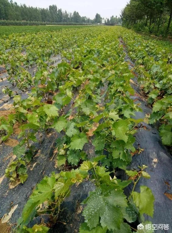 蓝宝石葡萄苗多少钱一棵？