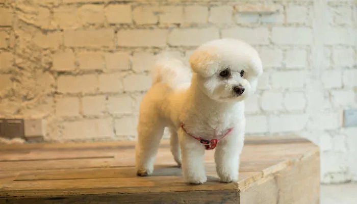 比熊犬应忌食哪些食物 比熊犬能吃什么食物