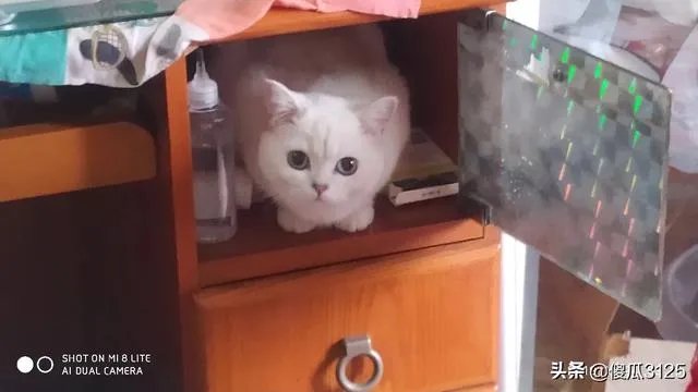 你家的猫做过哪些不可思议的事？