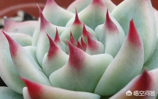 给多肉浇水的秘诀是什么？