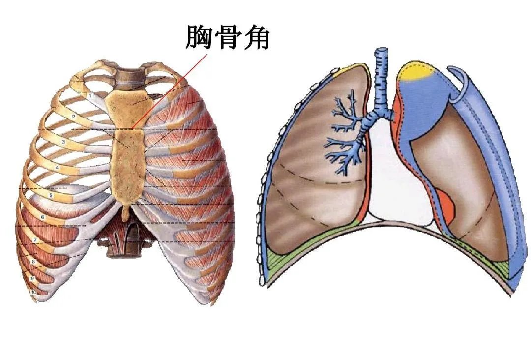 胸骨角位置图