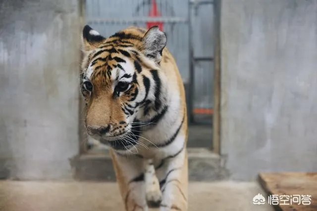 海丝动物园好玩吗