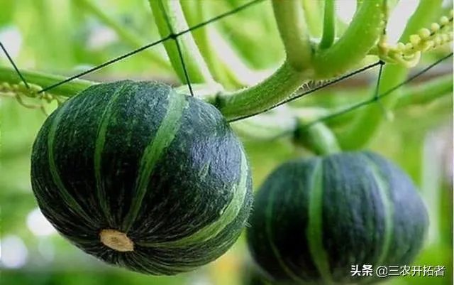 网购农产品和当地市场买有啥区别？