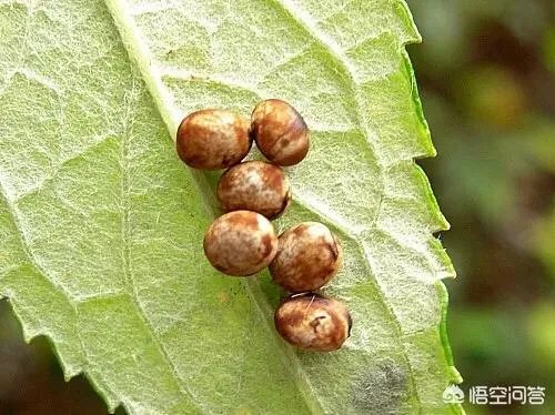 这是什么品种的飞蛾？