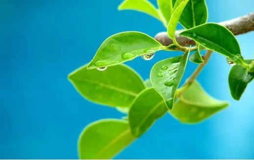 leaves的单数是多少？