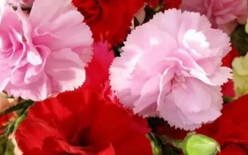 给母亲送康乃馨的禁忌