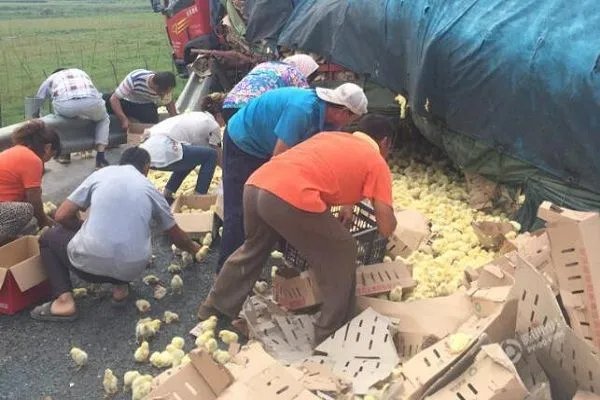 货车遇车祸7吨猪肉遭哄抢，这还要的回来吗？