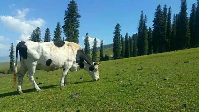 克拉玛依旅游攻略详细