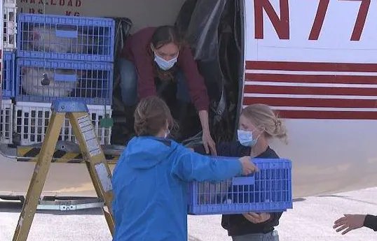 美农场14万只母鸡面临安乐死是怎么回事？