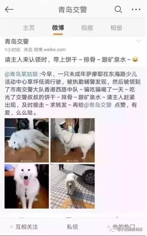 萨摩耶在交警队混吃混喝1个月把交警吃穷了，有这么夸张吗，萨摩耶有多能吃？