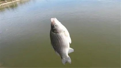 秋季钓鲫鱼的技巧