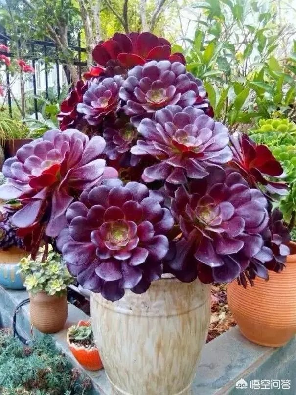 给多肉浇水的秘诀是什么？