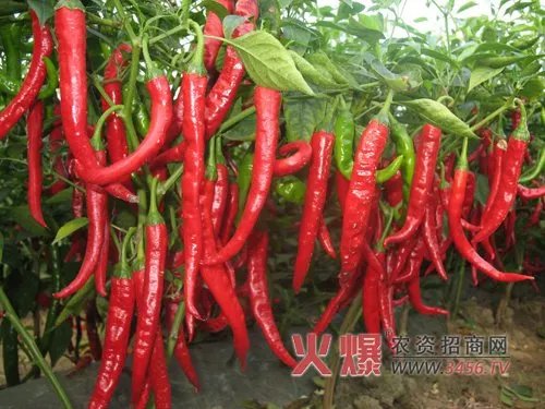 无限辣椒的品种介绍