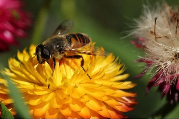 新蜂用英文怎么说？