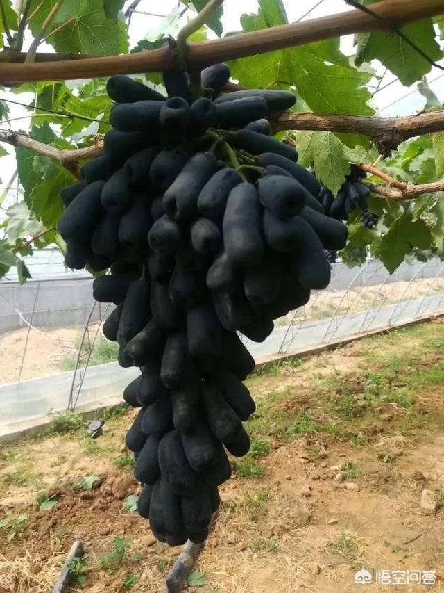 蓝宝石葡萄苗多少钱一棵？