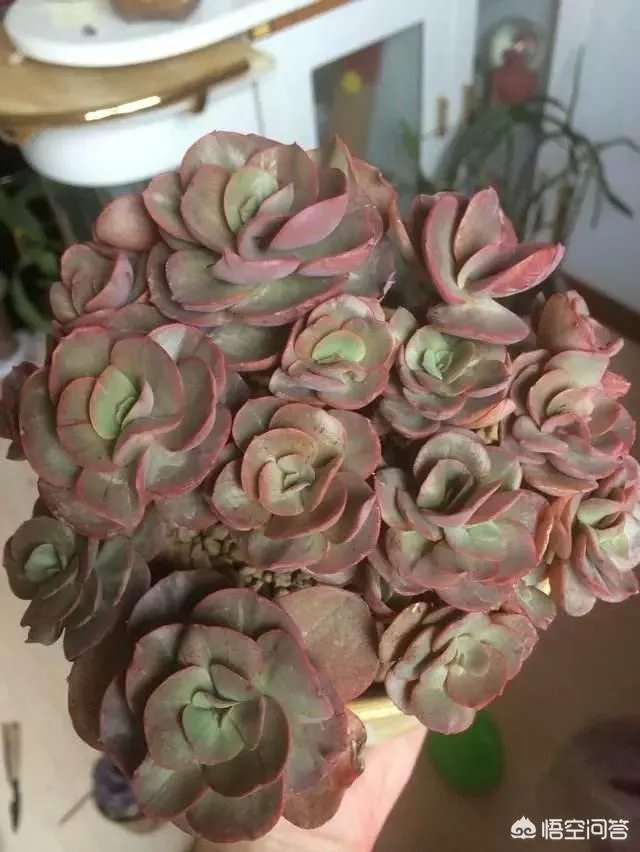 给多肉浇水的秘诀是什么？