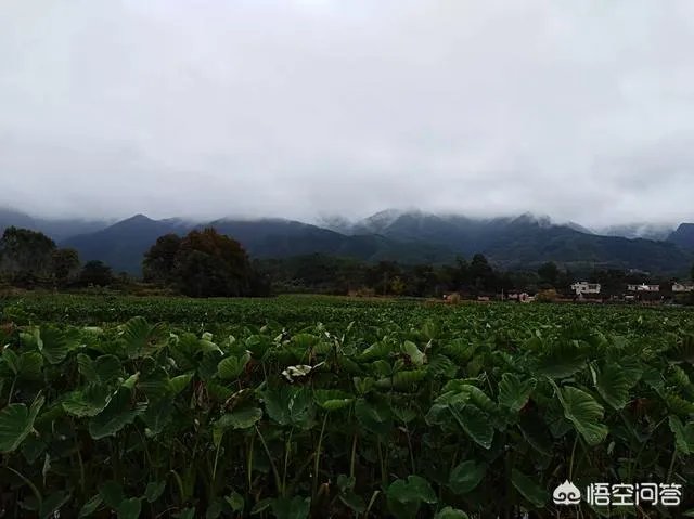 过年各地有什么特色美食？