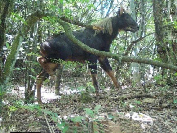 浙江丽水拍到的四不像，为何被称为国家二级重点保护动物？