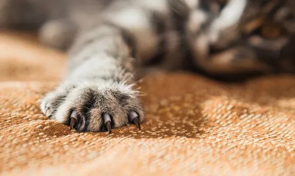 尿闭症猫症状怎么产生的