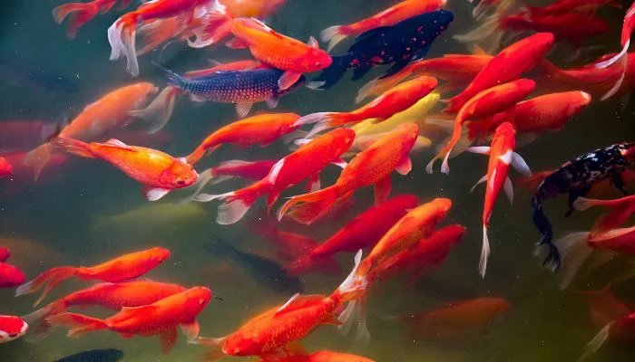 办公室鱼缸摆放位置