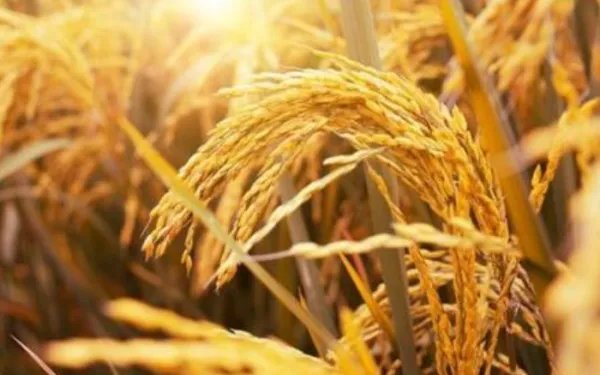 全球食品价格连续多久上涨了？