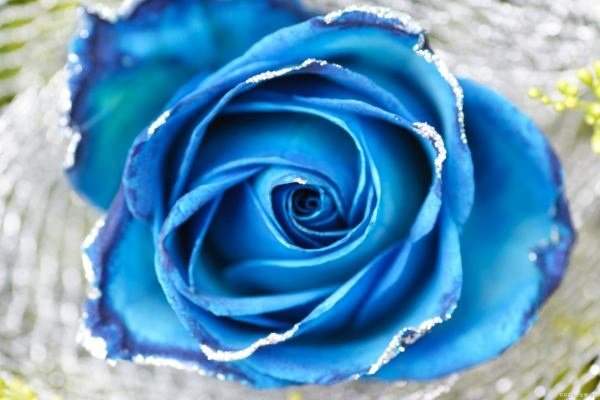 蓝色妖姬代表什么意思？