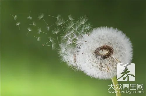  月子里喝蒲公英水危害