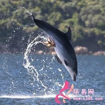 梦见鱼从水里跳出来