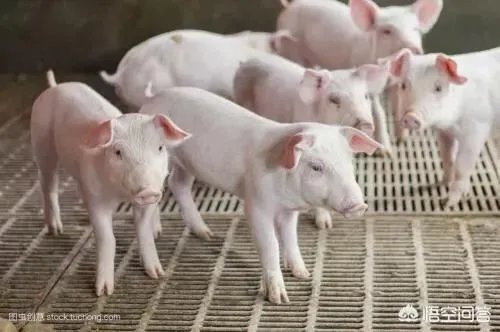 如果猪价降至6元，养殖户的利润是怎样的？