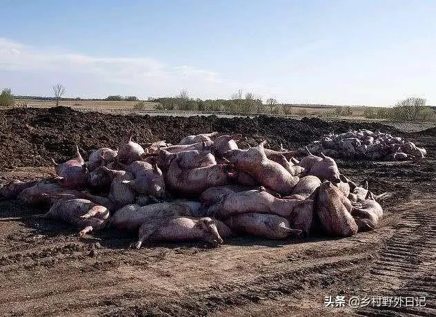 美国市场无肉可卖，为何养殖户却对猪进行安乐死，尸体堆积如山？