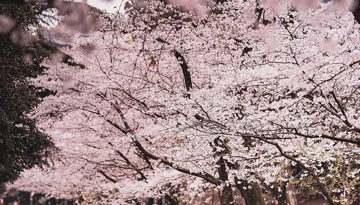 2021顾村公园樱花节时间 2021上海顾村公园樱花节最佳赏花时间