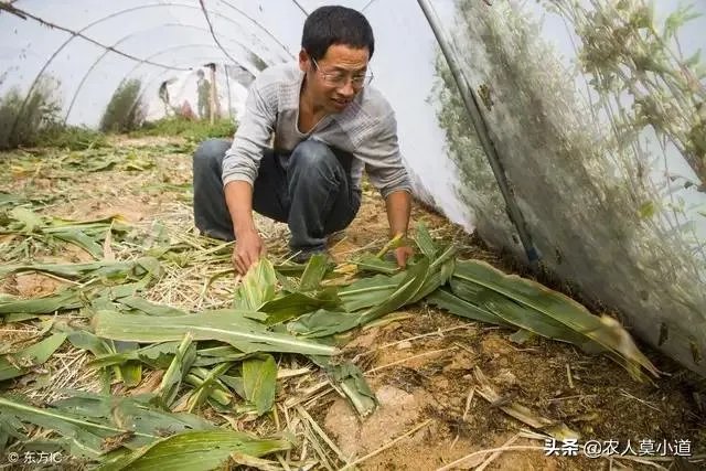 现在看到农村很多大棚饲养蝗虫的，效益咋样？