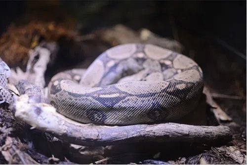 女人做梦梦到被蛇咬是什么意思  女人做梦梦到被蛇咬有什么预兆