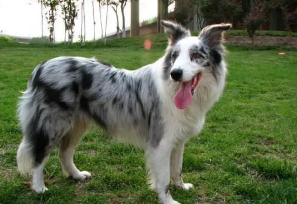 陨石边境牧羊犬