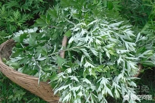 艾草是野生的好还是种植的好?