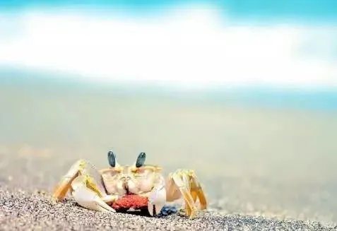 德国人是如何吃螃蟹的？