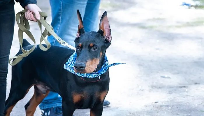 饲养杜宾犬的六大禁忌 怎么饲养杜宾犬