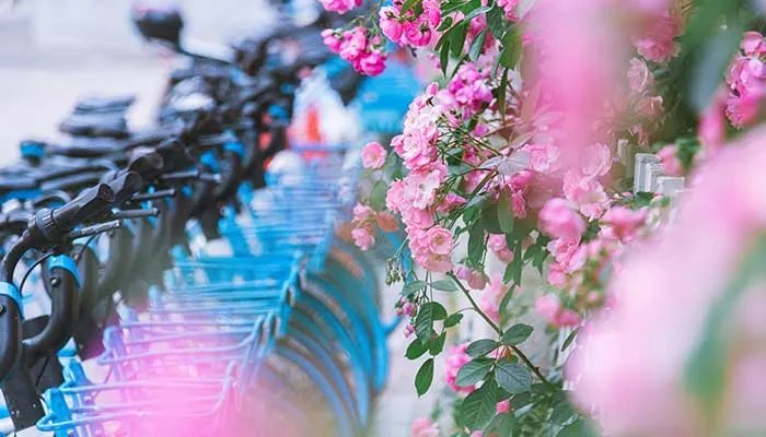 蔷薇花什么时候开 蔷薇花的开花时间