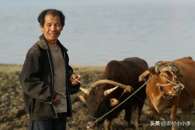 农村耕地出租多少钱一亩？直补归谁？