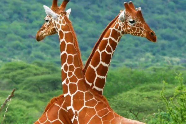 长颈鹿的脖子那么长，到底是怎么睡觉的？