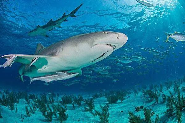 鲨鱼可以说是海洋霸主了，为什么害怕虎鲸？