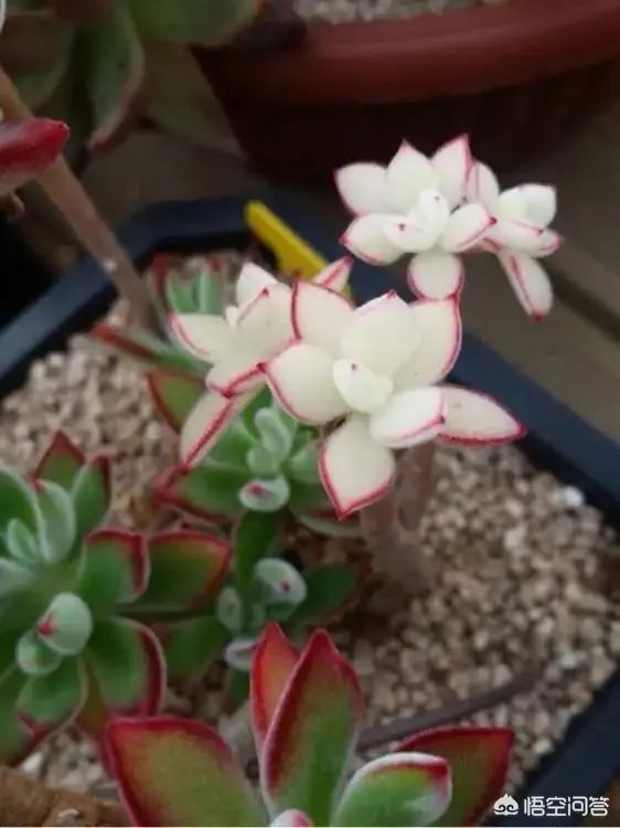 给多肉浇水的秘诀是什么？