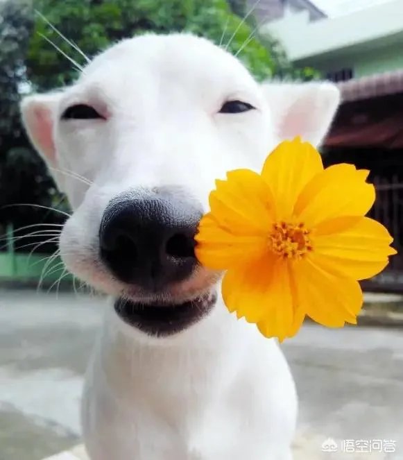 爱情从告白开始的不是吗？