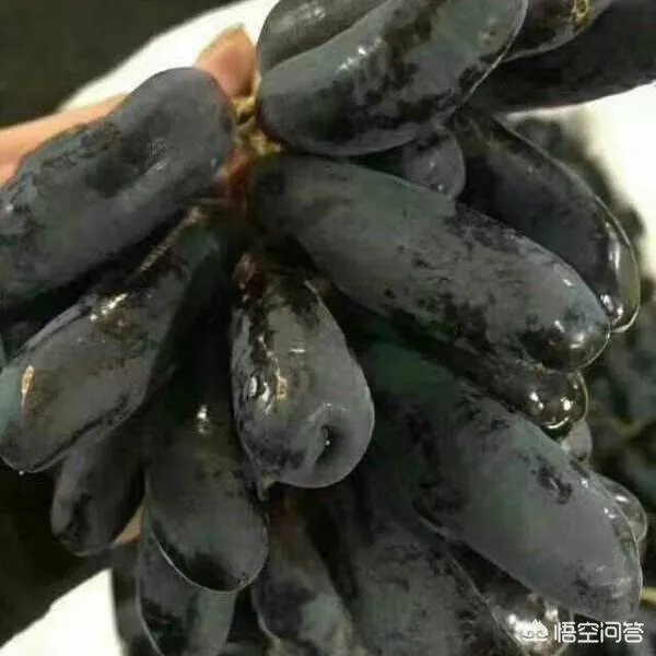 蓝宝石葡萄苗多少钱一棵？